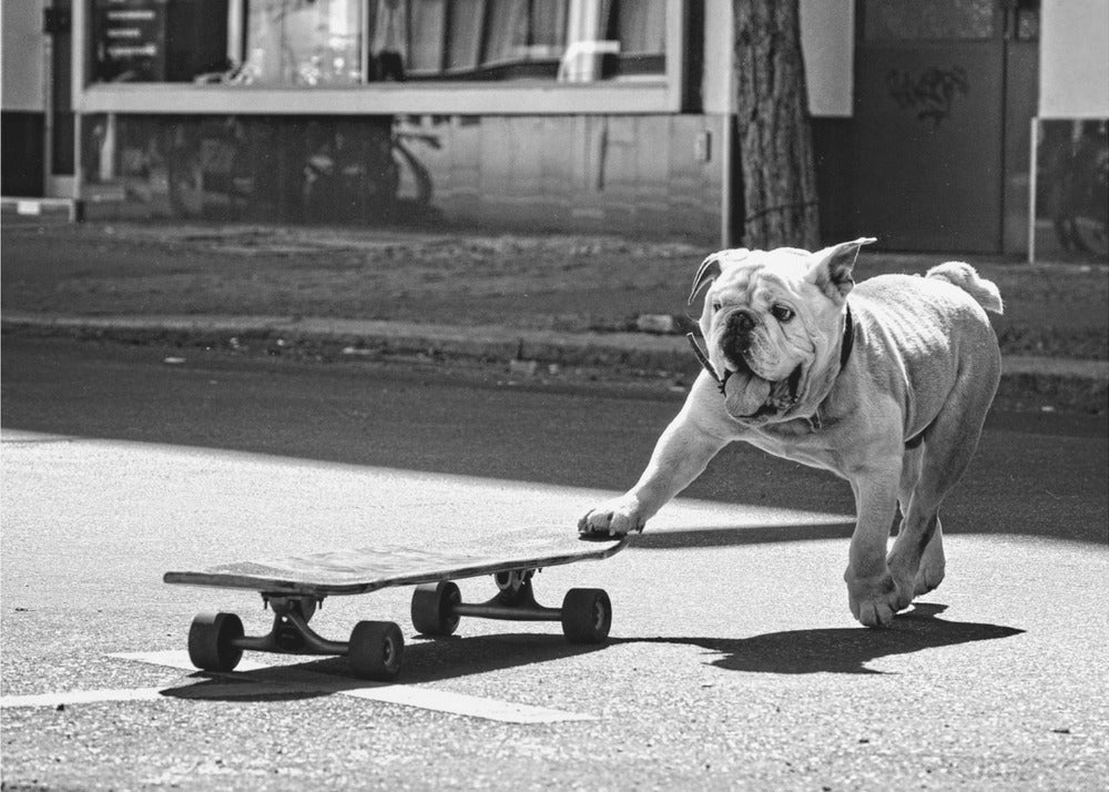 . . . les chiens veulent juste s'amuser. . . | Tableaux sur Toile