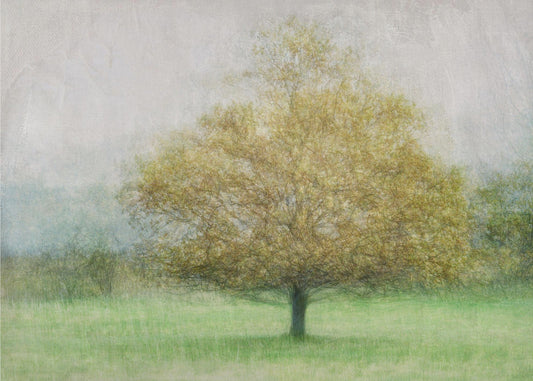 Solitaire | Papier Peint Photo