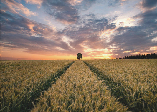 Campo dei sogni | Carta da Parati Fotografica