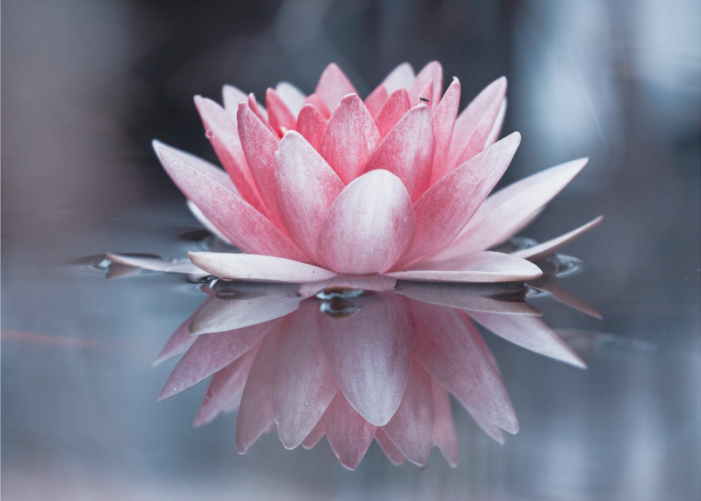 Padmasana | Fototapeta