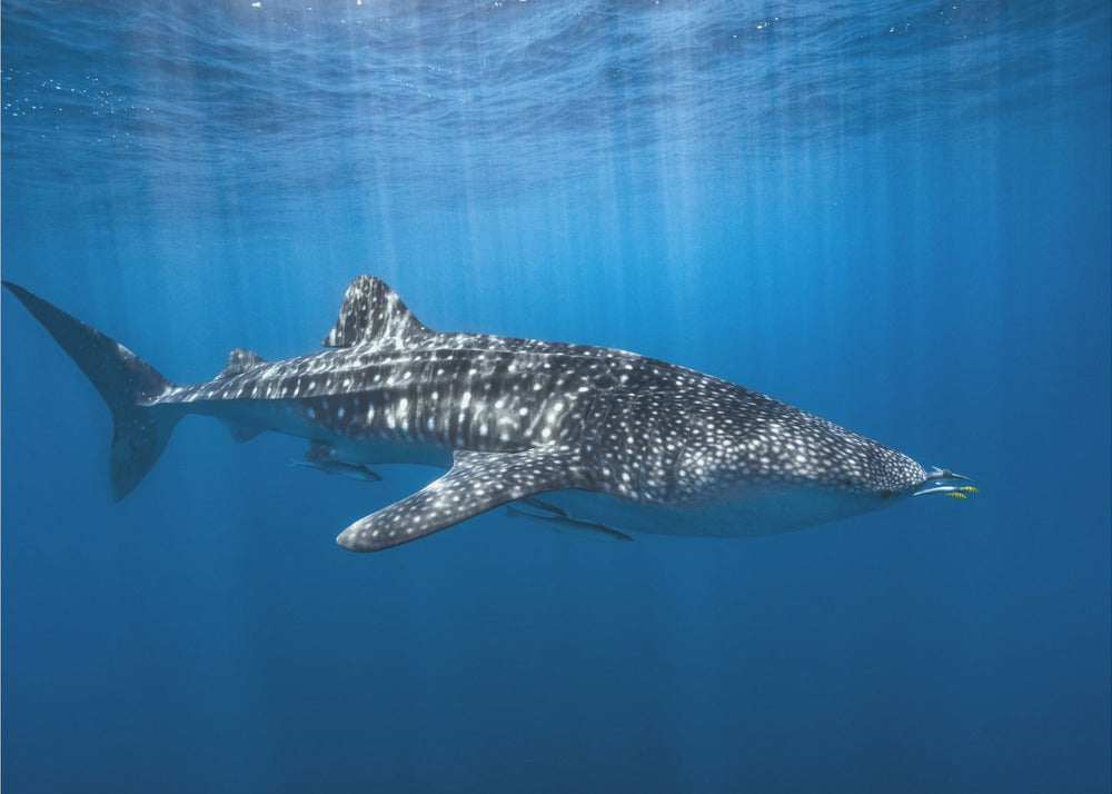 Requin-baleine dans le bleu | Papier Peint Photo