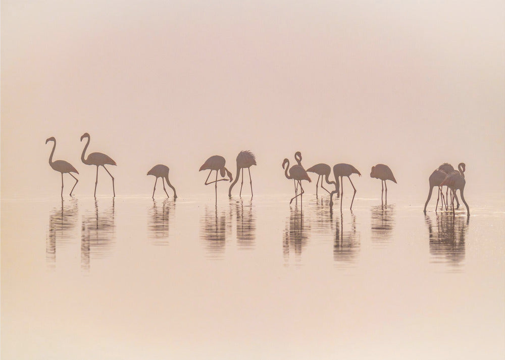 Flamingoja sumussa | Valokuvatapetit