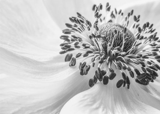 Anemone | Poster - Stampe d’Arte