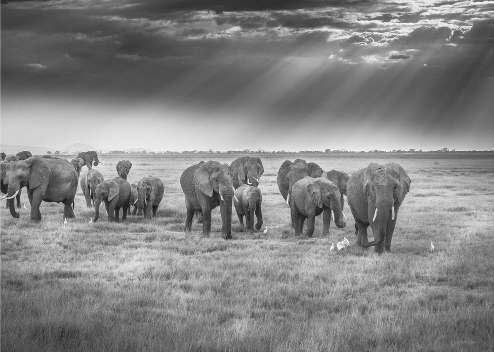 Aamiainen pachydermien kanssa | Valokuvatapetit