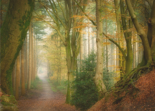 Nebel folgen | Fototapeten