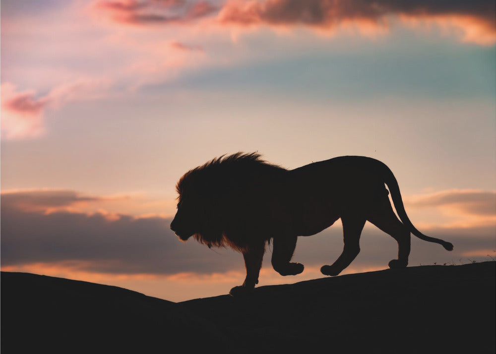 Solnedgång i Serengeti | Fototapet
