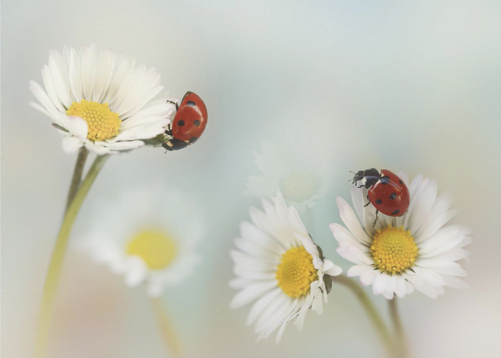 Primavera.... | Carta da Parati Fotografica
