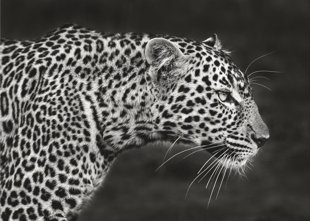 Leopardo de cerca | Impresiones en Lienzo
