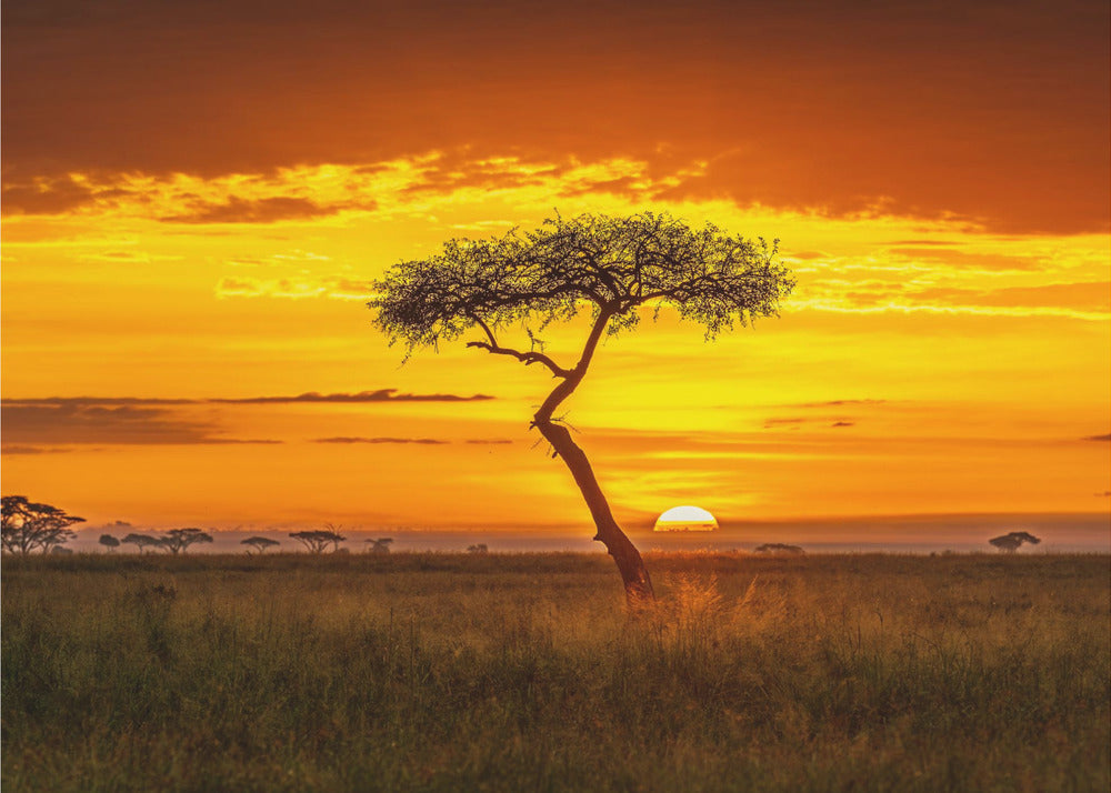 Ur-Afrika | Fototapeter