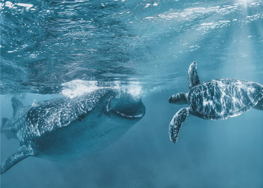 Pewnego razu nad oceanem | Fototapeta