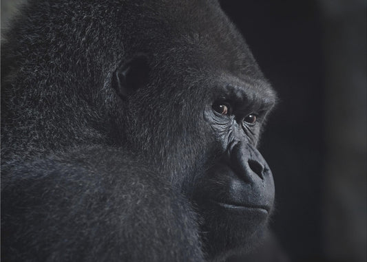 gorillablikk | Fototapet