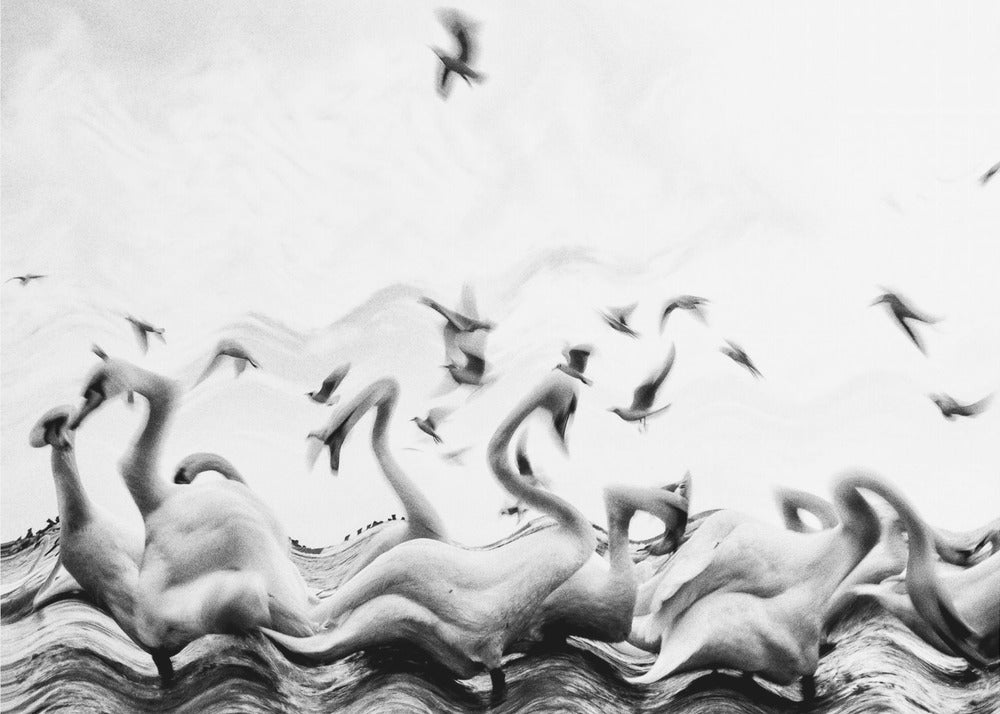 Zwanen golven | Canvasprints