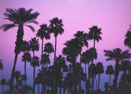 Palmen met roze lucht | Fotobehang