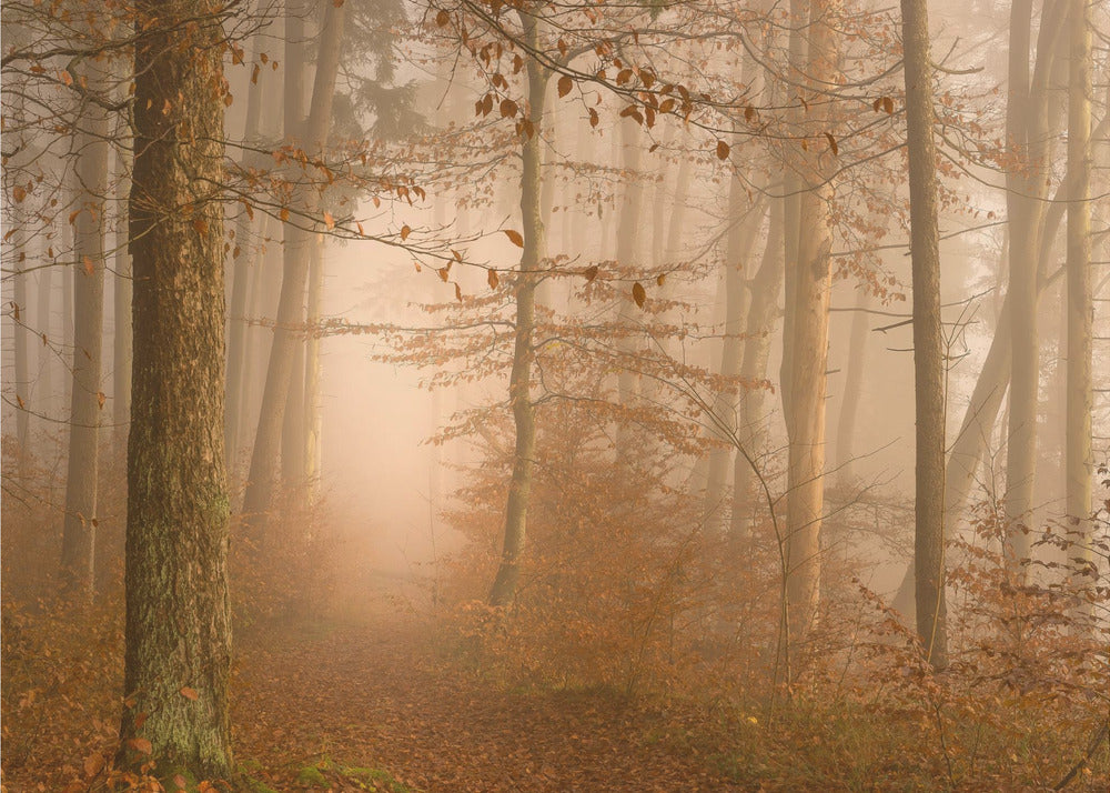 Minął rok | Fototapeta