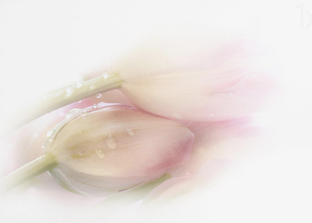 Touchant | Papier Peint Photo