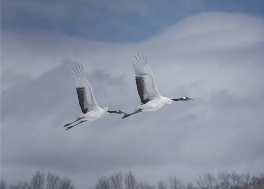 Sandhill en action | Papier Peint Photo