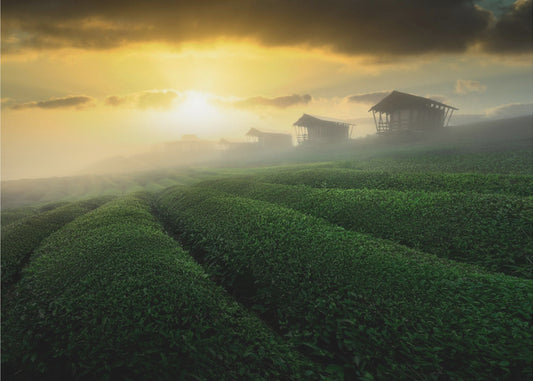 mistige zonsopgang in theetuin | Fotobehang