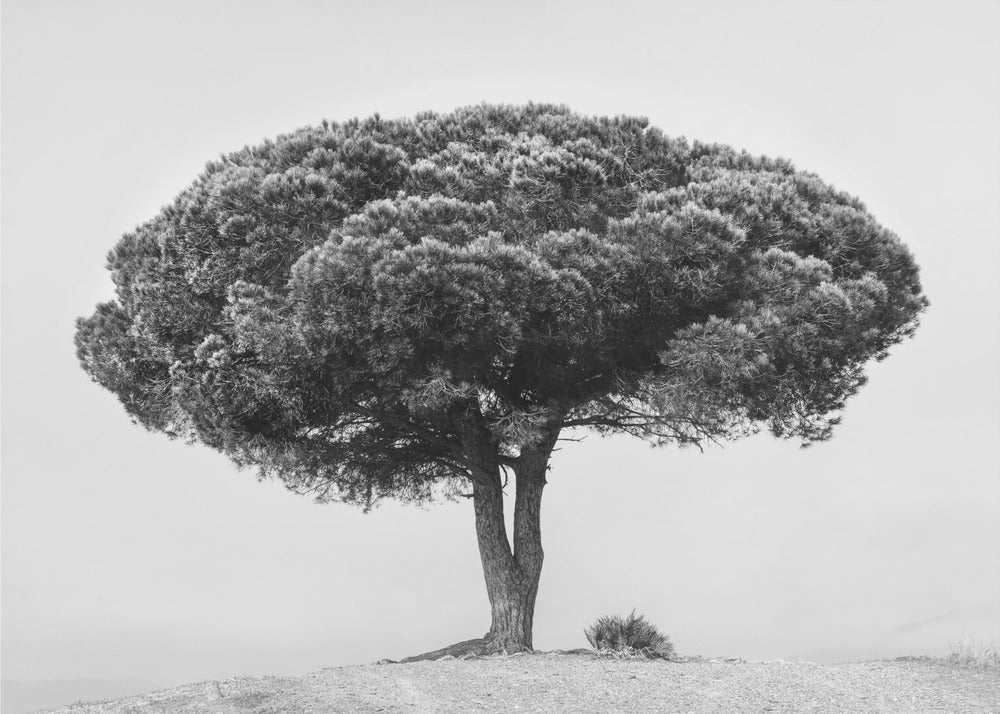 TRÆ | Fototapeter