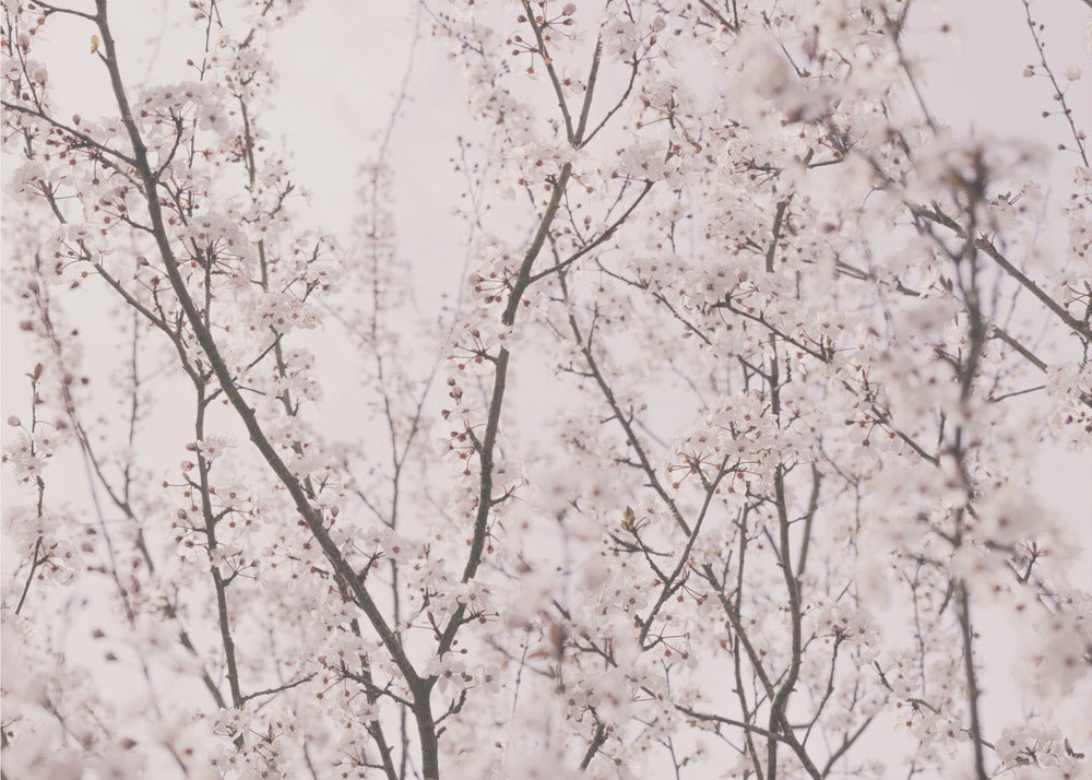 Fiori primaverili | Carta da Parati Fotografica