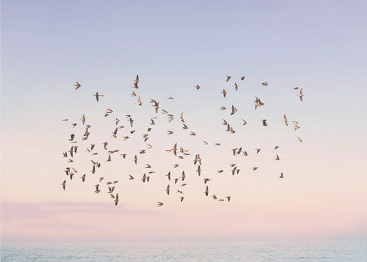 Vol au coucher du soleil | Papier Peint Photo