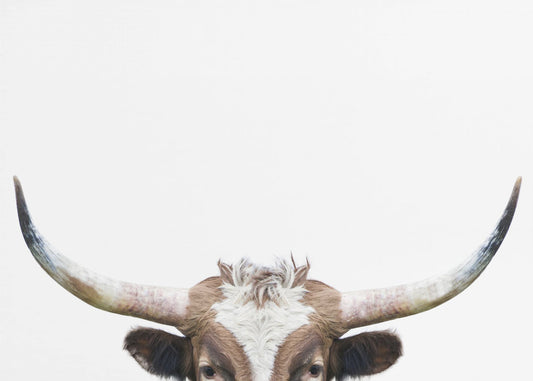 Guckende Longhorn-Kuh | Leinwand-Bilder