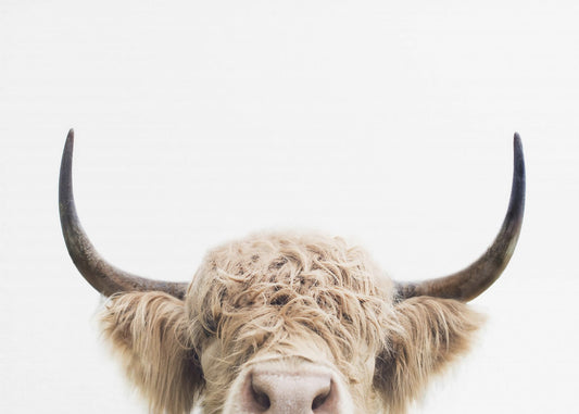 Vache qui regarde | Tableaux sur Toile