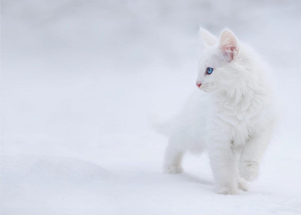 Hvid som sne | Fototapeter