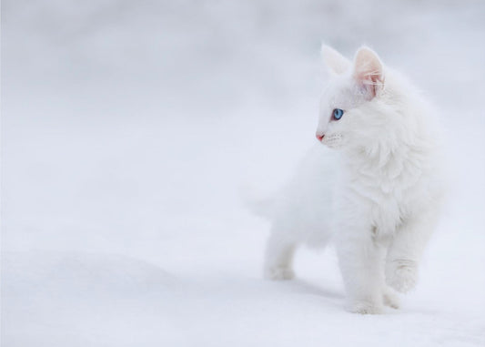 Hvid som sne | Fototapeter