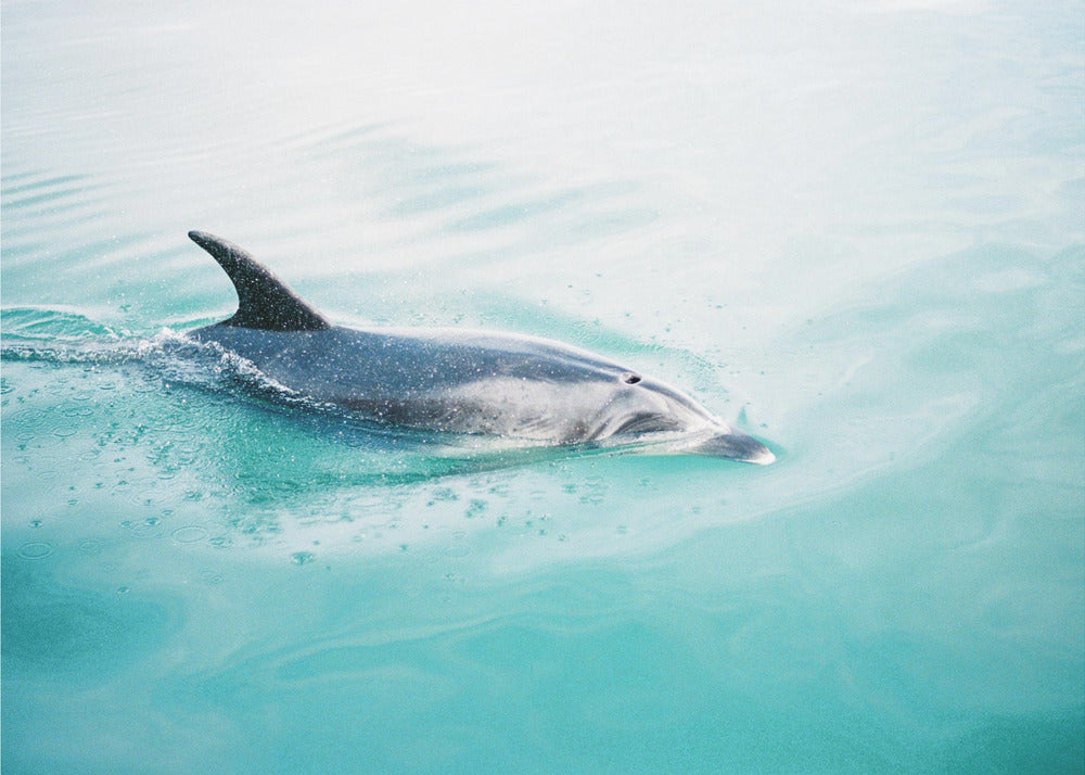 Delfin Neuseeland Nord | Leinwand-Bilder