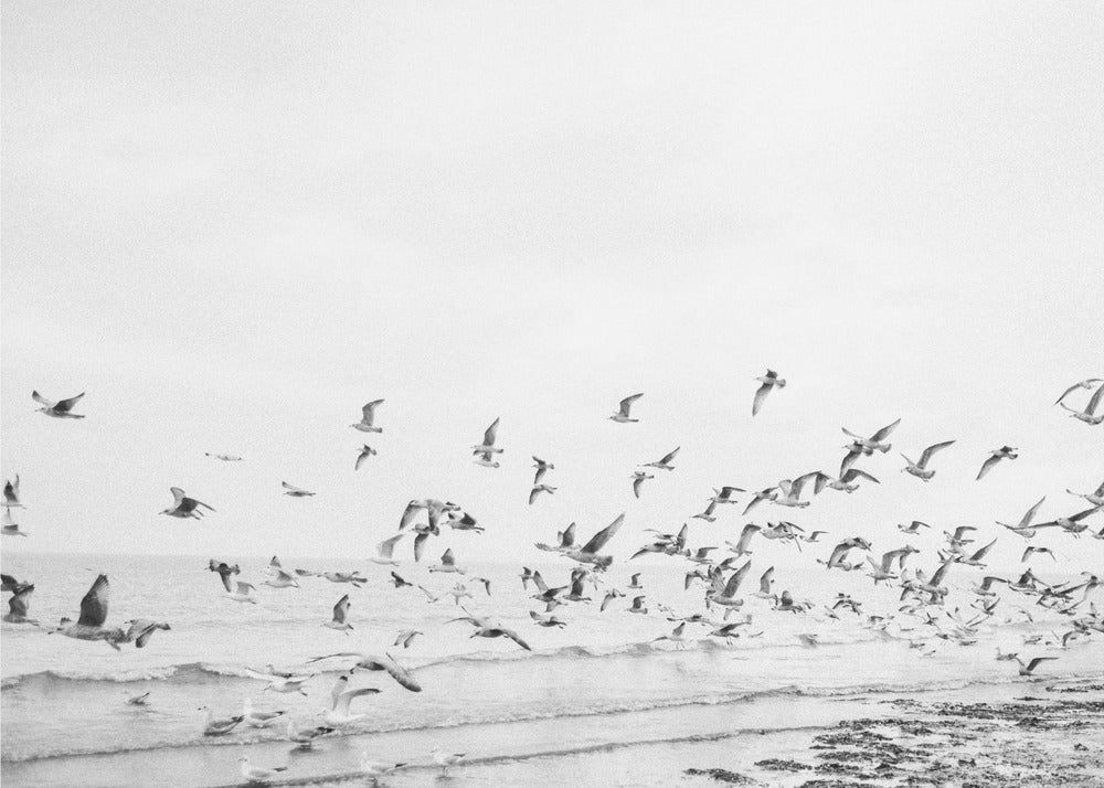 Gaviotas - Costeras en blanco y negro | Impresiones en Lienzo