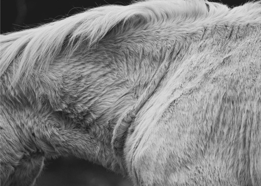 Pferd II | Leinwand-Bilder