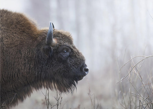 Bisons profil | Lerretsbilder