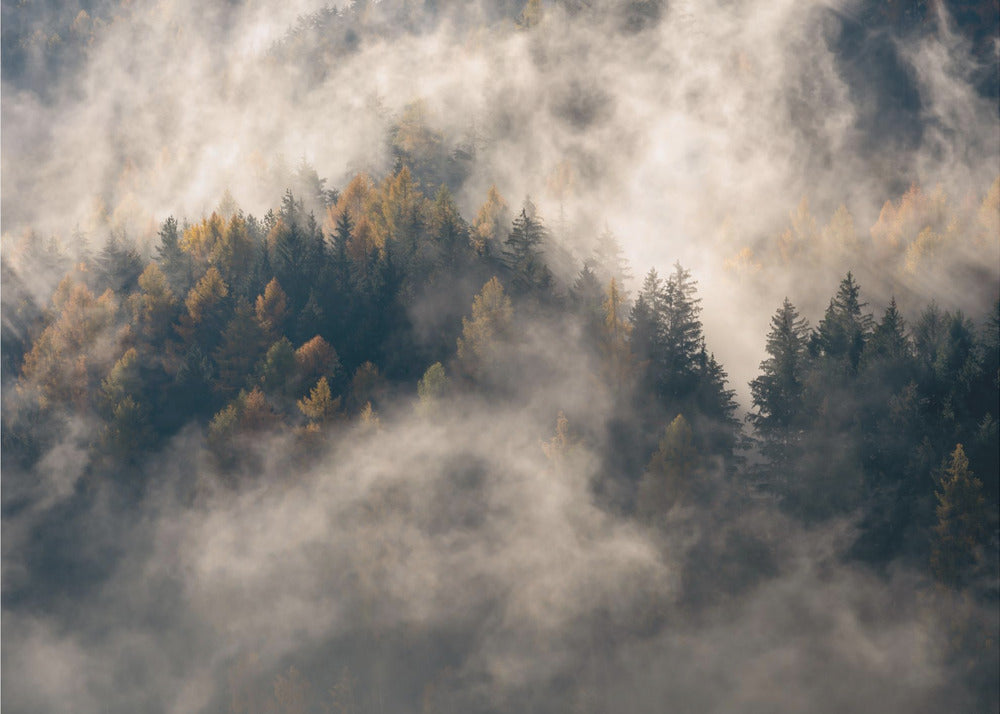 Nebbia tra gli alberi | Carta da Parati Fotografica