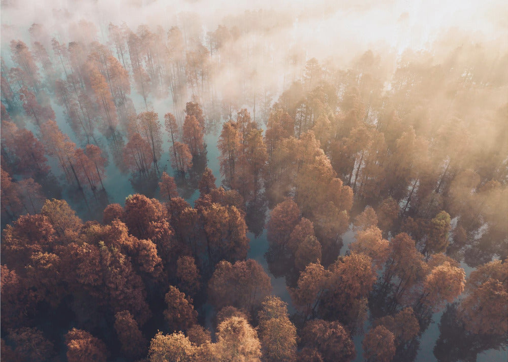 Herbst | Fototapeten