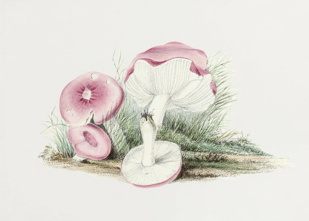 Grzyb Russula Emetica Vintage | Wydruki na łótnie