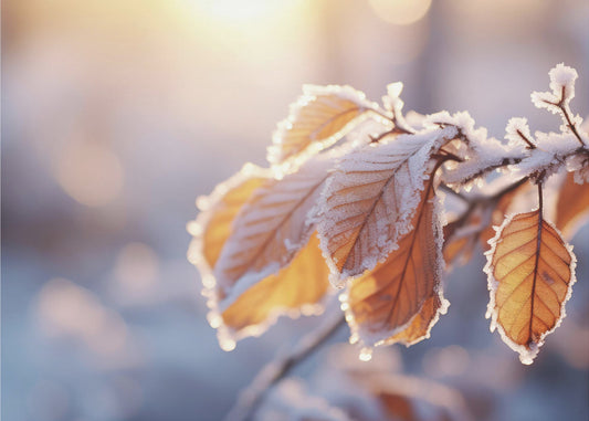 Impresiones de invierno nº 10 | Papel Pintado Fotográfico