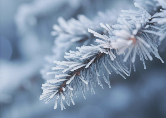 Winterimpressies nr. 8 | Fotobehang