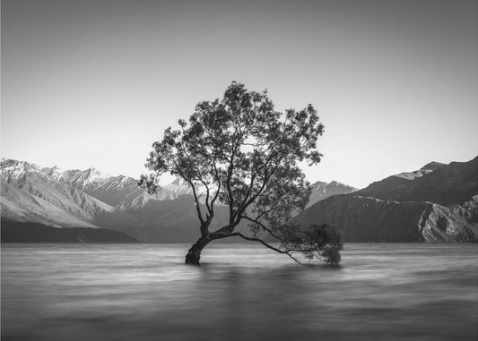 arbre de Wanaka | Papier Peint Photo