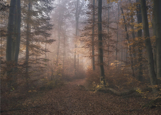 November Symfoni | Fototapeter