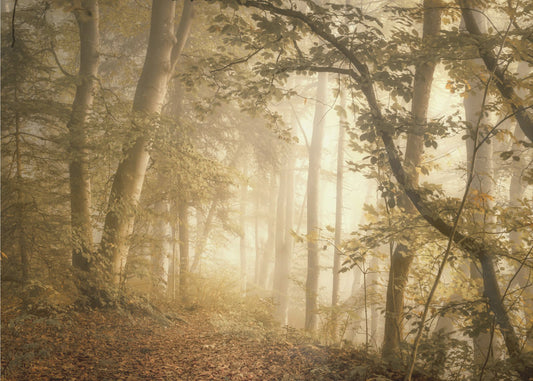 Lumière de la forêt | Papier Peint Photo