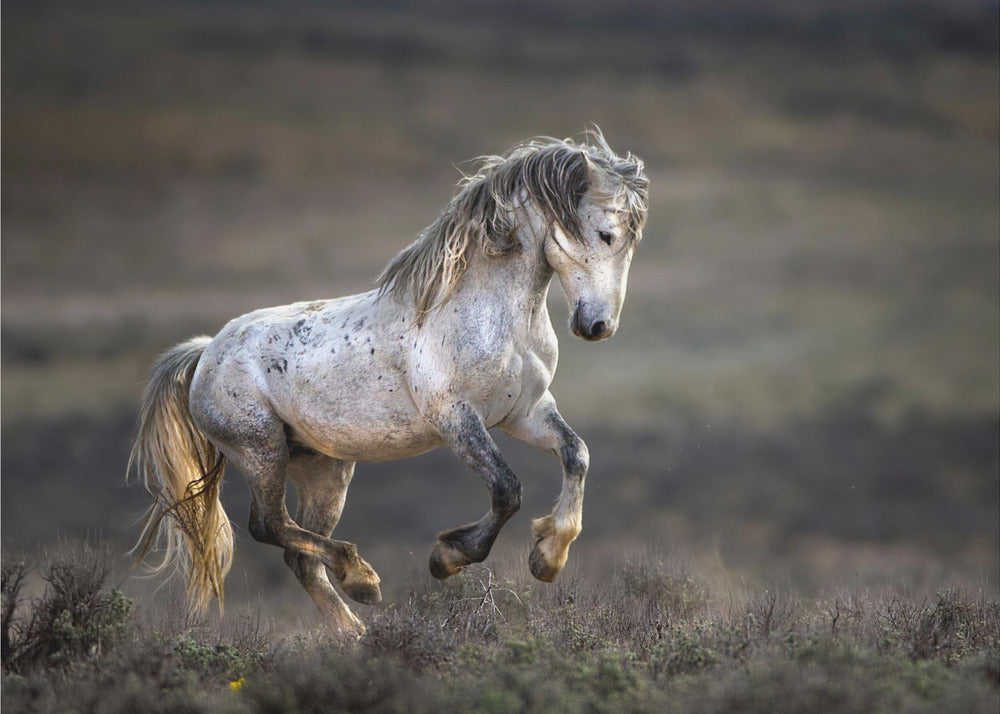 Mustang, Dziki Koń / Equus ferus caballus | Wydruki na łótnie