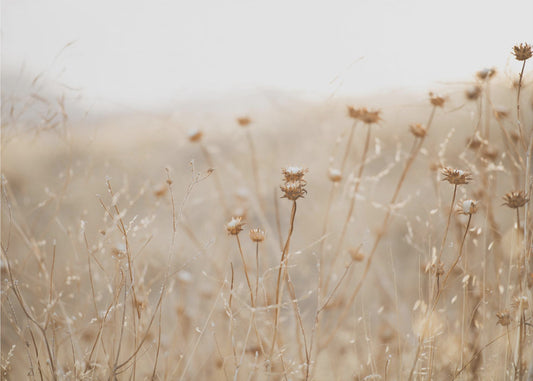 winterdistel nr. 2 | Canvasprints