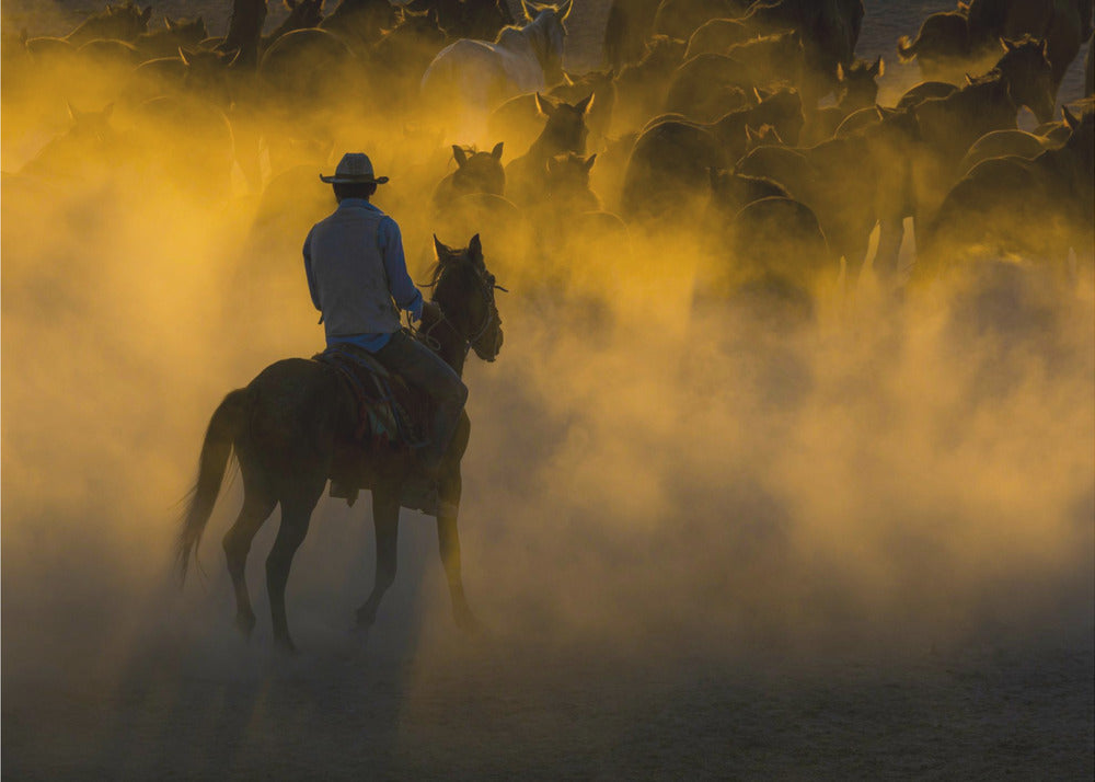 cowboy og hester | Lerretsbilder