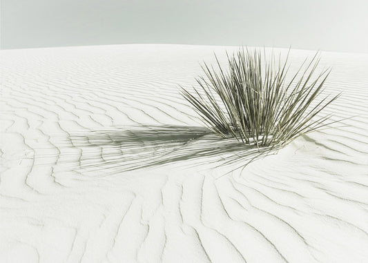 HVITE SAND Vintage Dune | Lerretsbilder