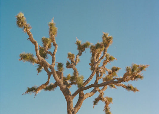 Joshua Tree Moon III | Wydruki na łótnie