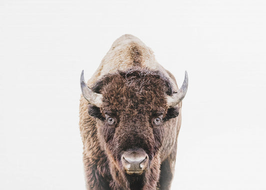 Bison | Lerretsbilder