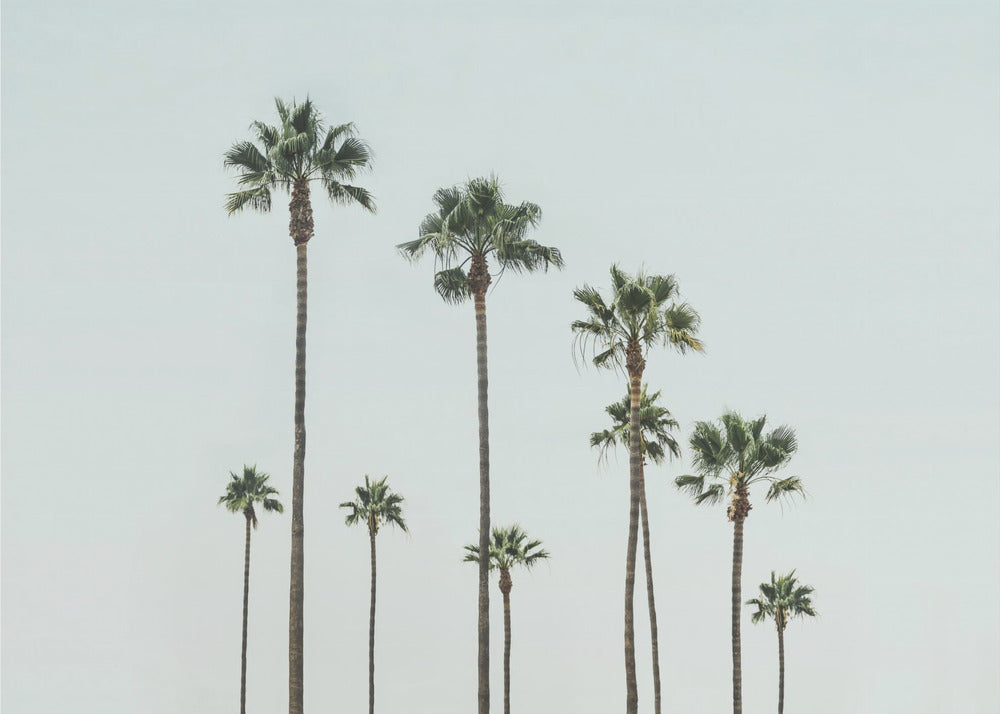 Cali Palms | Lerretsbilder
