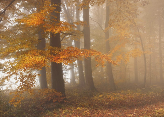 Edge of the woods | Wallpaper