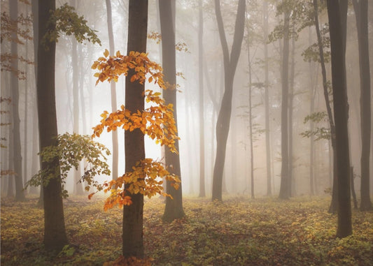 In November Light | Wallpaper