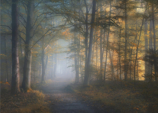 autumn symphony | Wallpaper